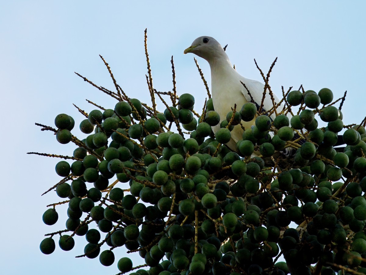 Torresian Imperial-Pigeon - ML647280476