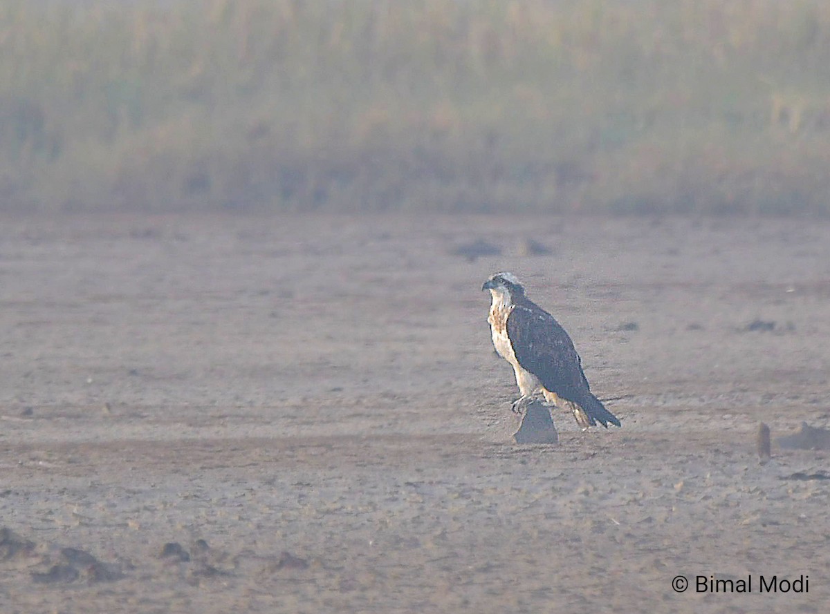 Скопа - ML647280485