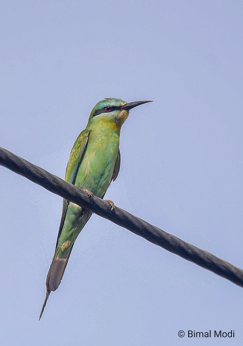 vlha modrolící - ML647280489