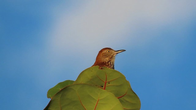 Kuitlakotxe gorrizta - ML647280490