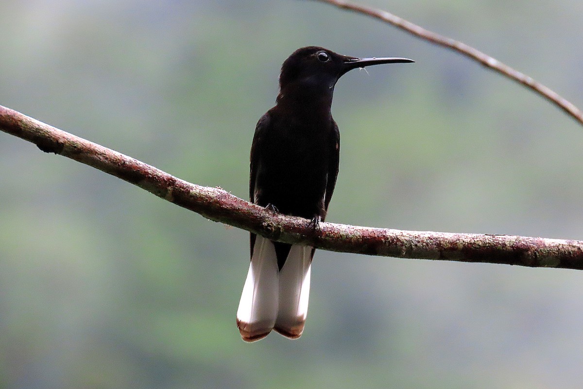 Black Jacobin - ML647280494