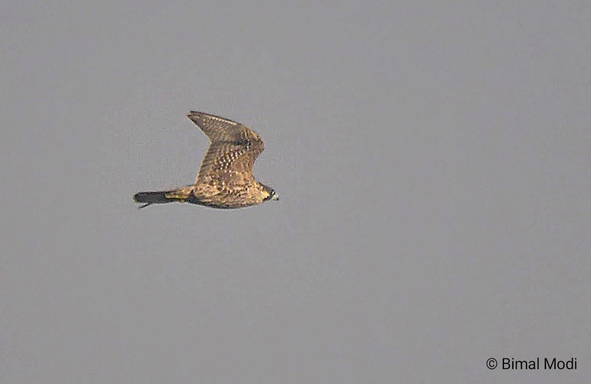 Peregrine Falcon - ML647280496