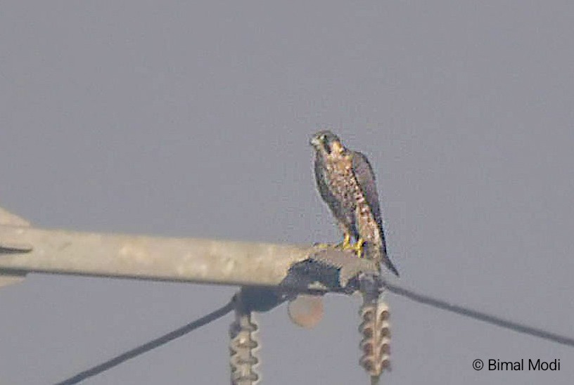 Peregrine Falcon - ML647280497