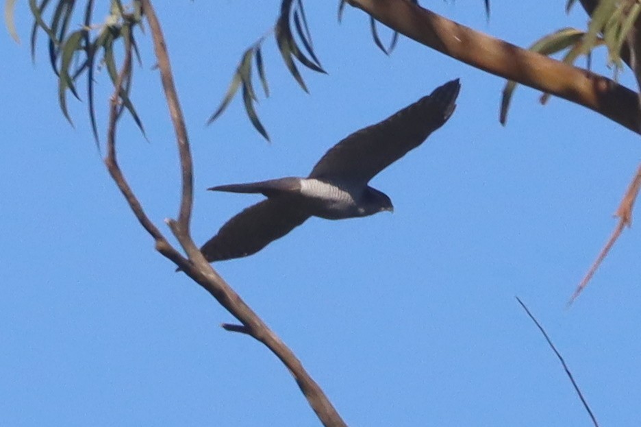 Eurasian Goshawk - ML647280499