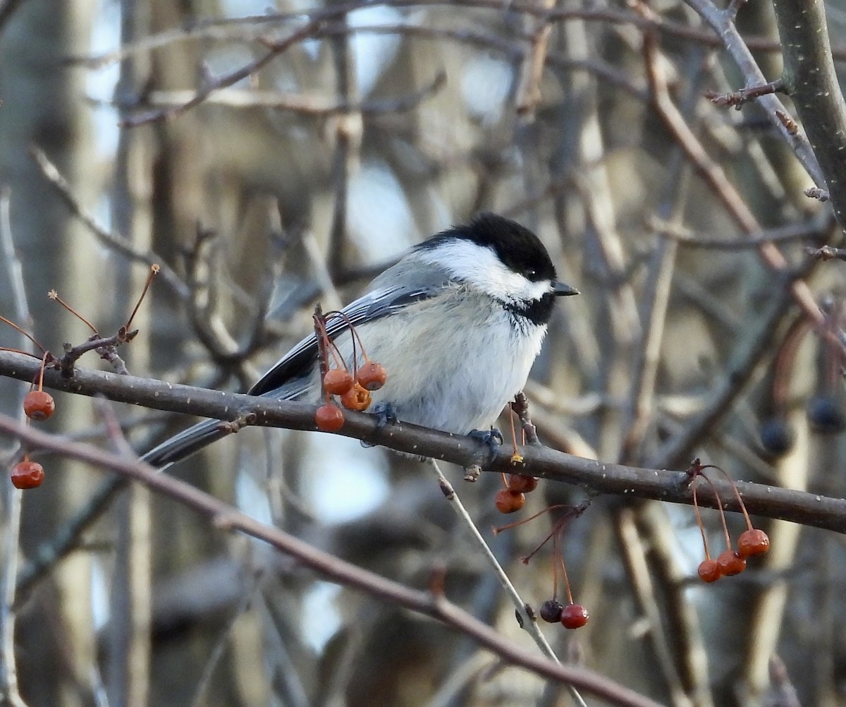 sýkora černohlavá - ML647280508