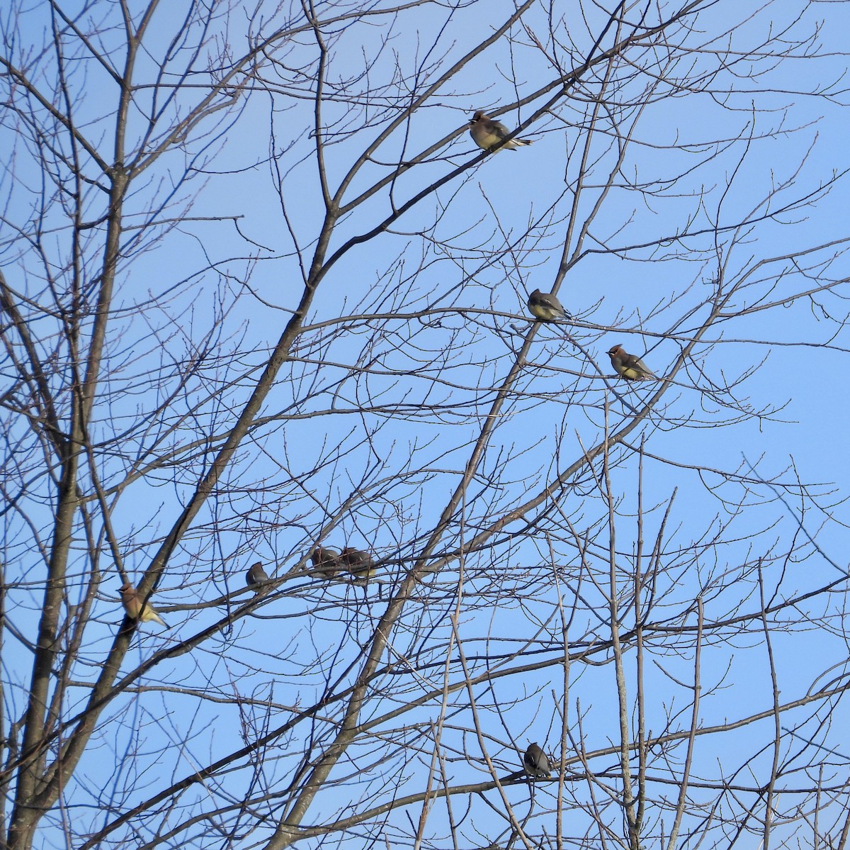 brkoslav americký - ML647280528