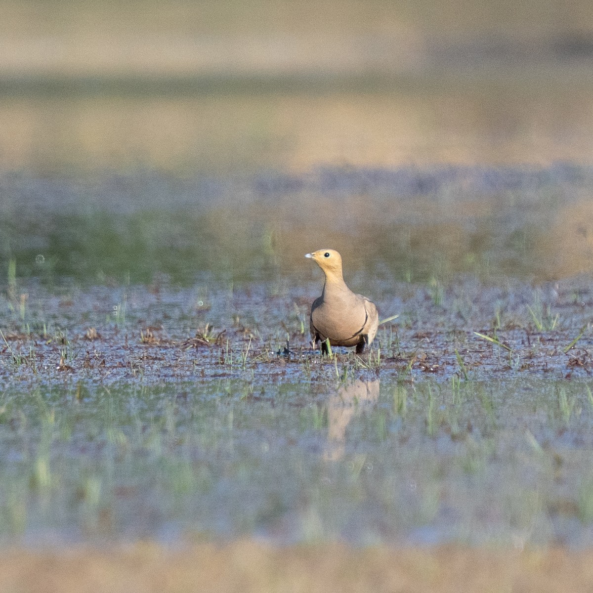 stepokur hnědobřichý - ML647280553