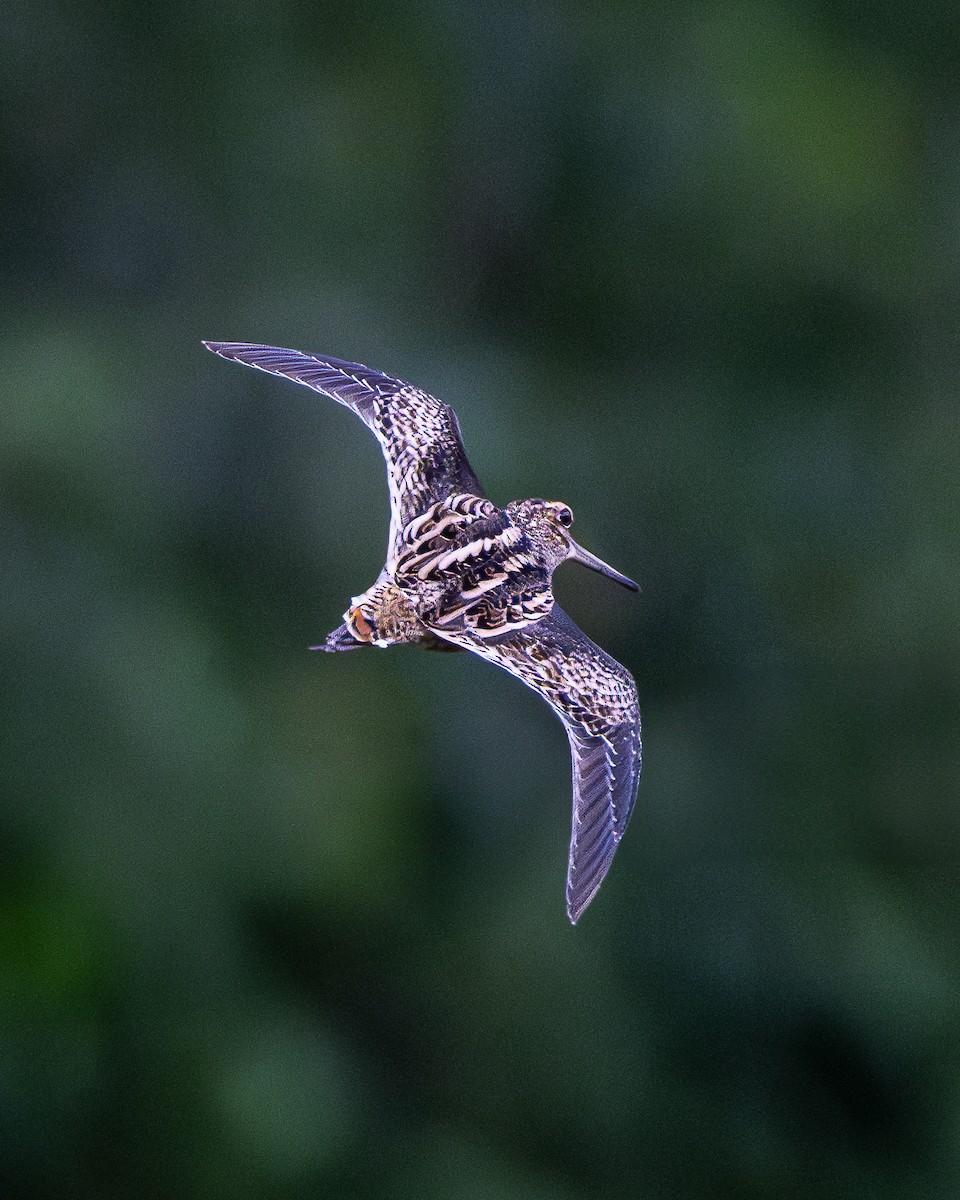 enkeltbekkasin - ML647280561