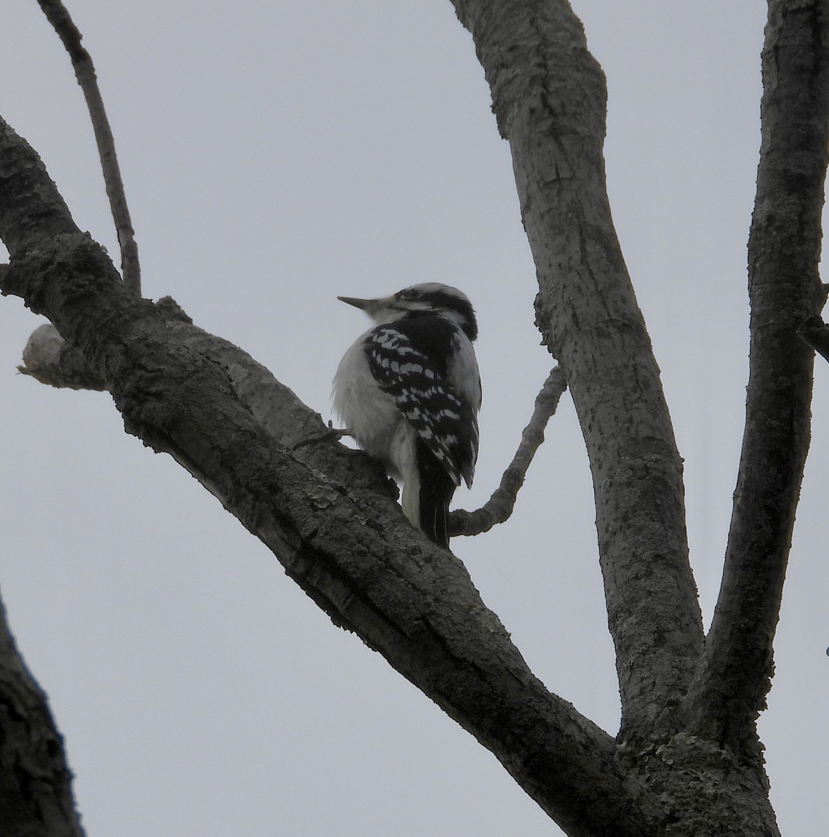 strakapoud osikový - ML647280562