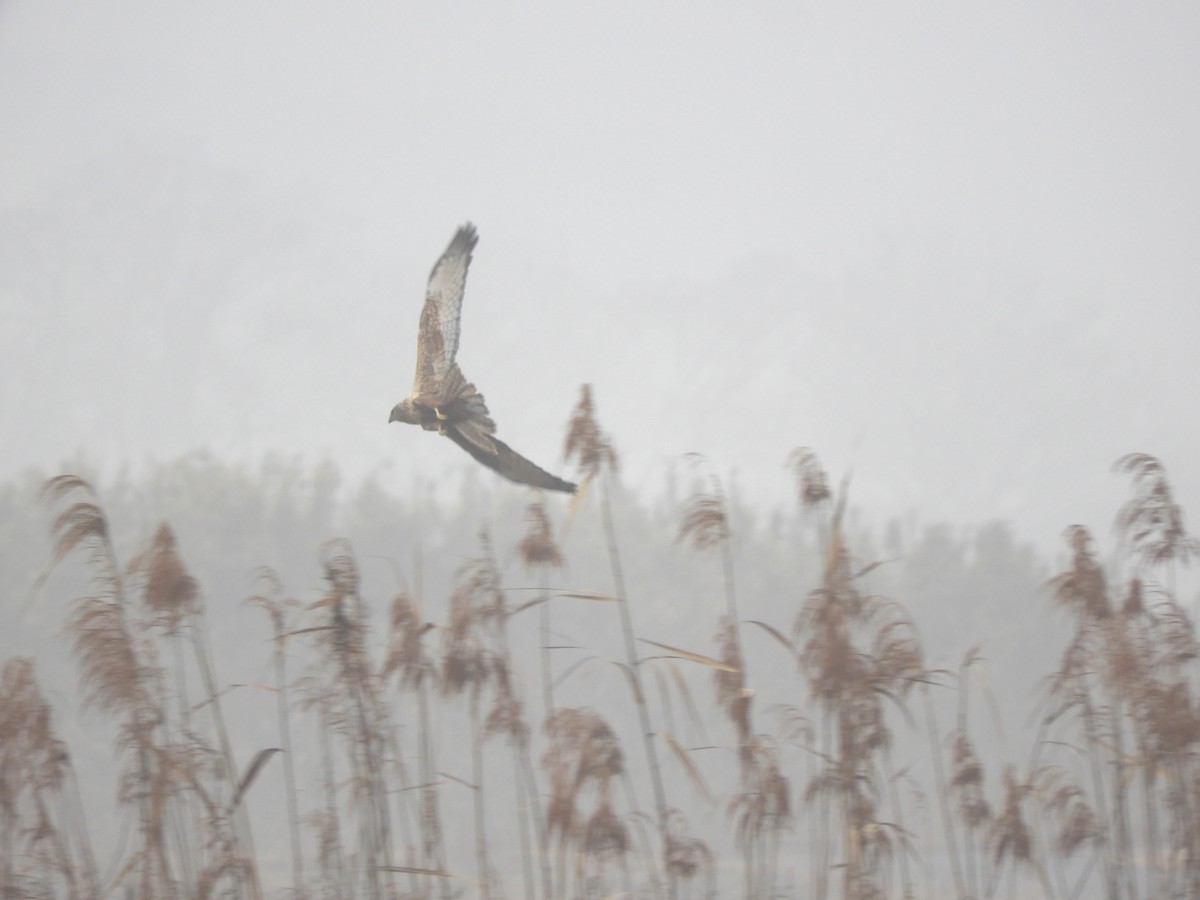 østsivhauk - ML647280571