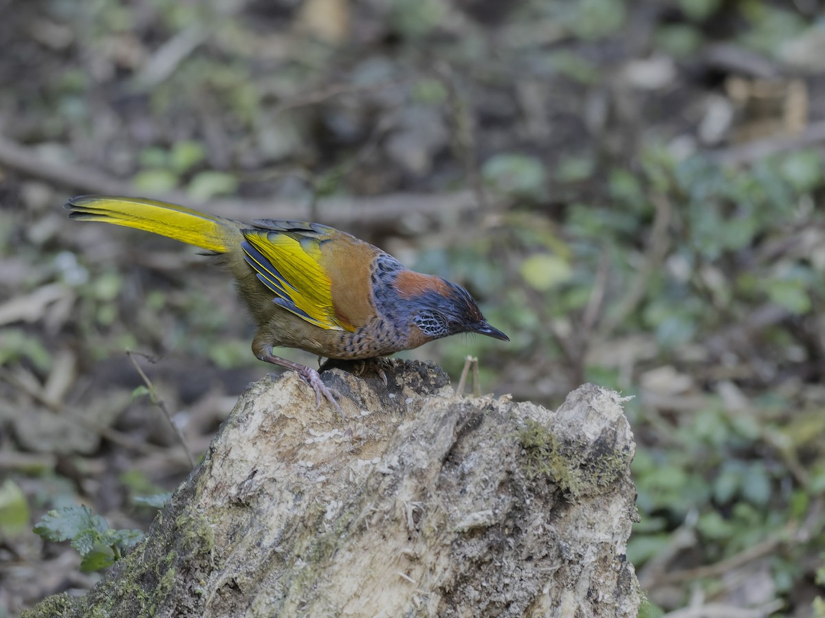 Рыжеголовая кустарница - ML647280595