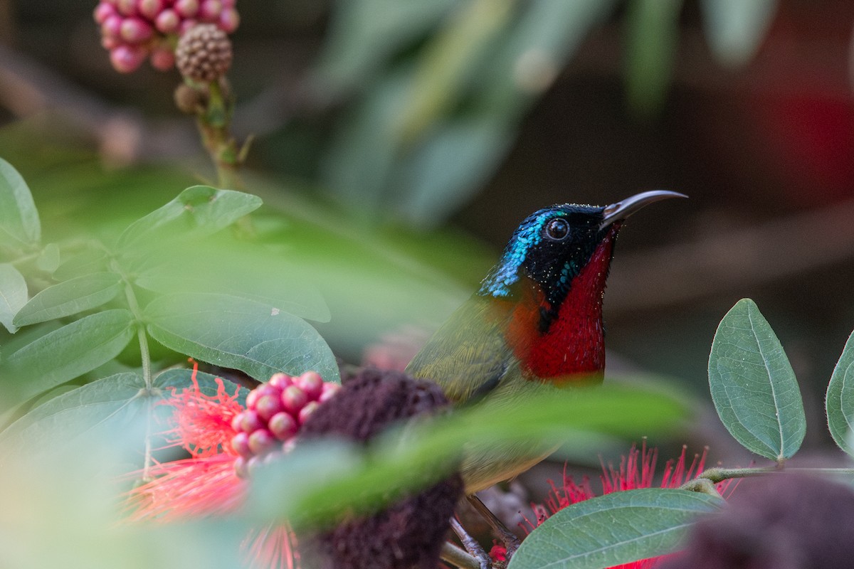 Вилохвостая нектарница - ML647280596