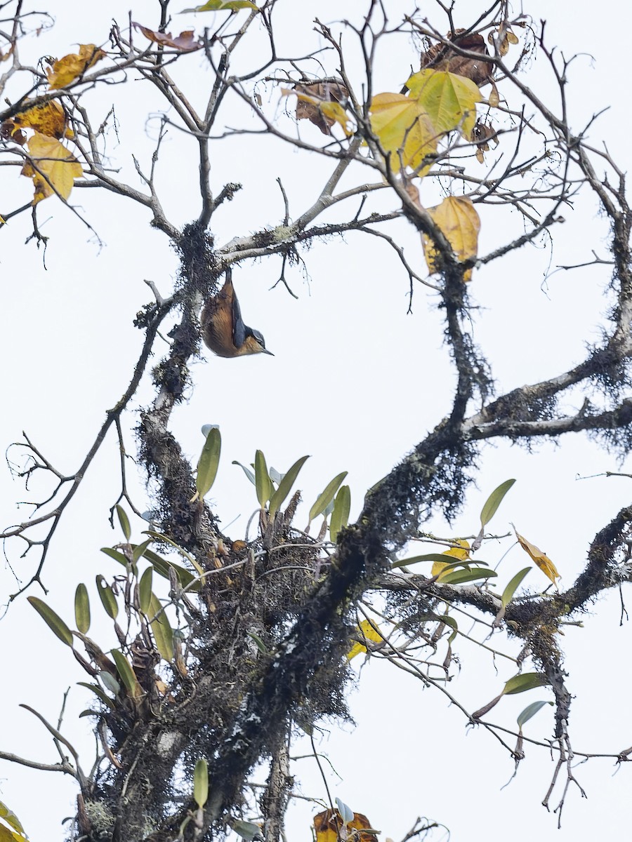 Белохвостый поползень - ML647280599