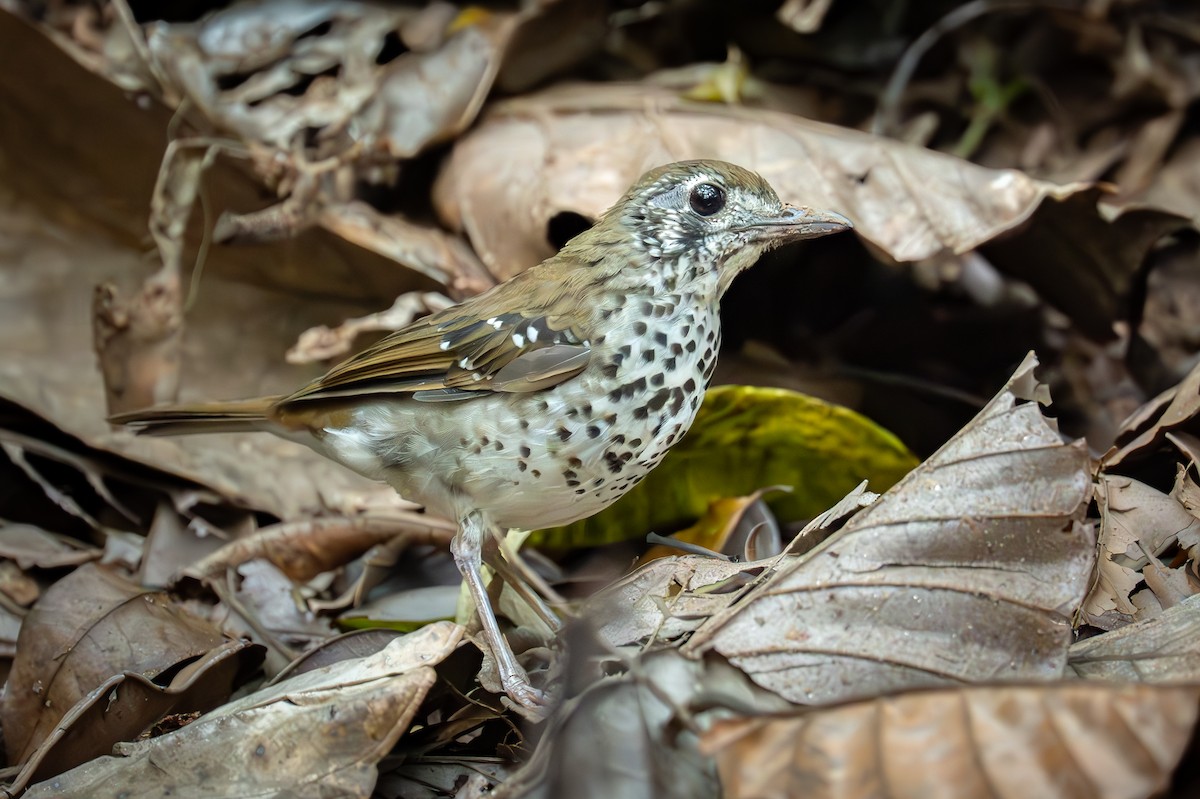 Ланкийский дрозд - ML647280600