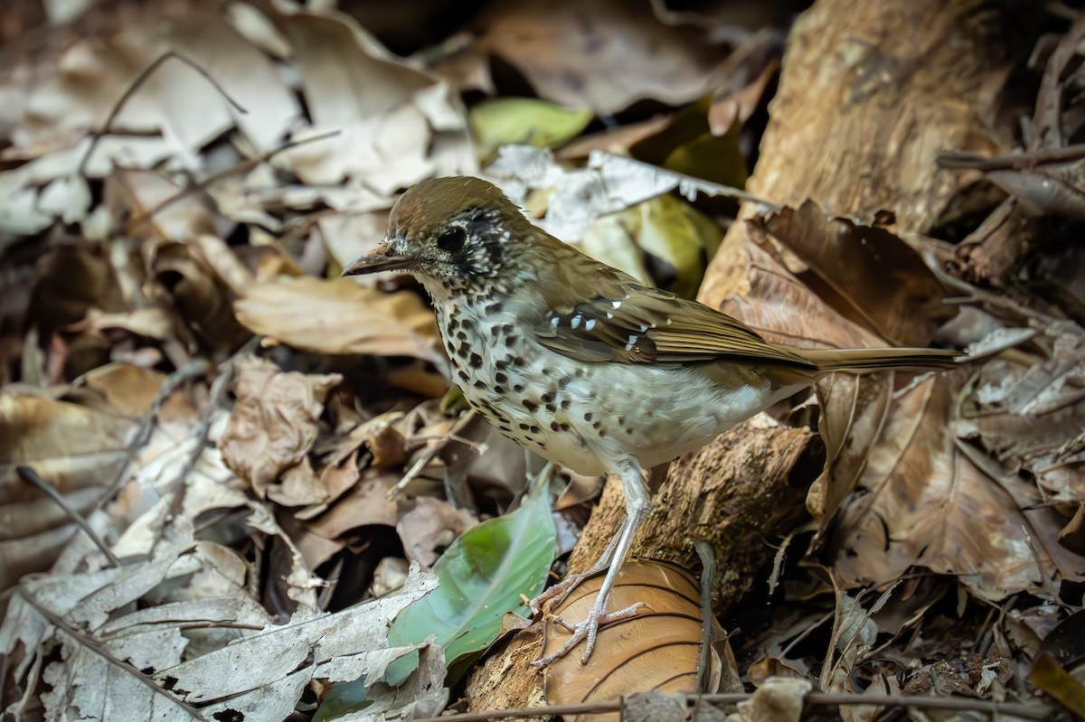 Ланкийский дрозд - ML647280601