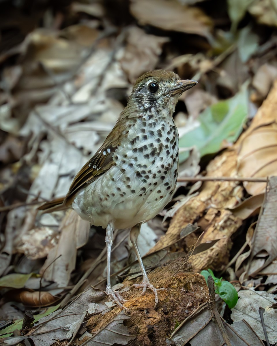 Ланкийский дрозд - ML647280602