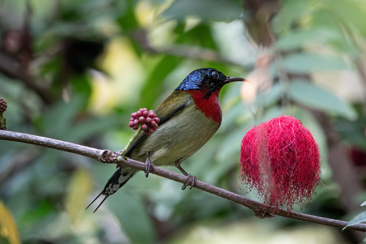 Вилохвостая нектарница - ML647280603