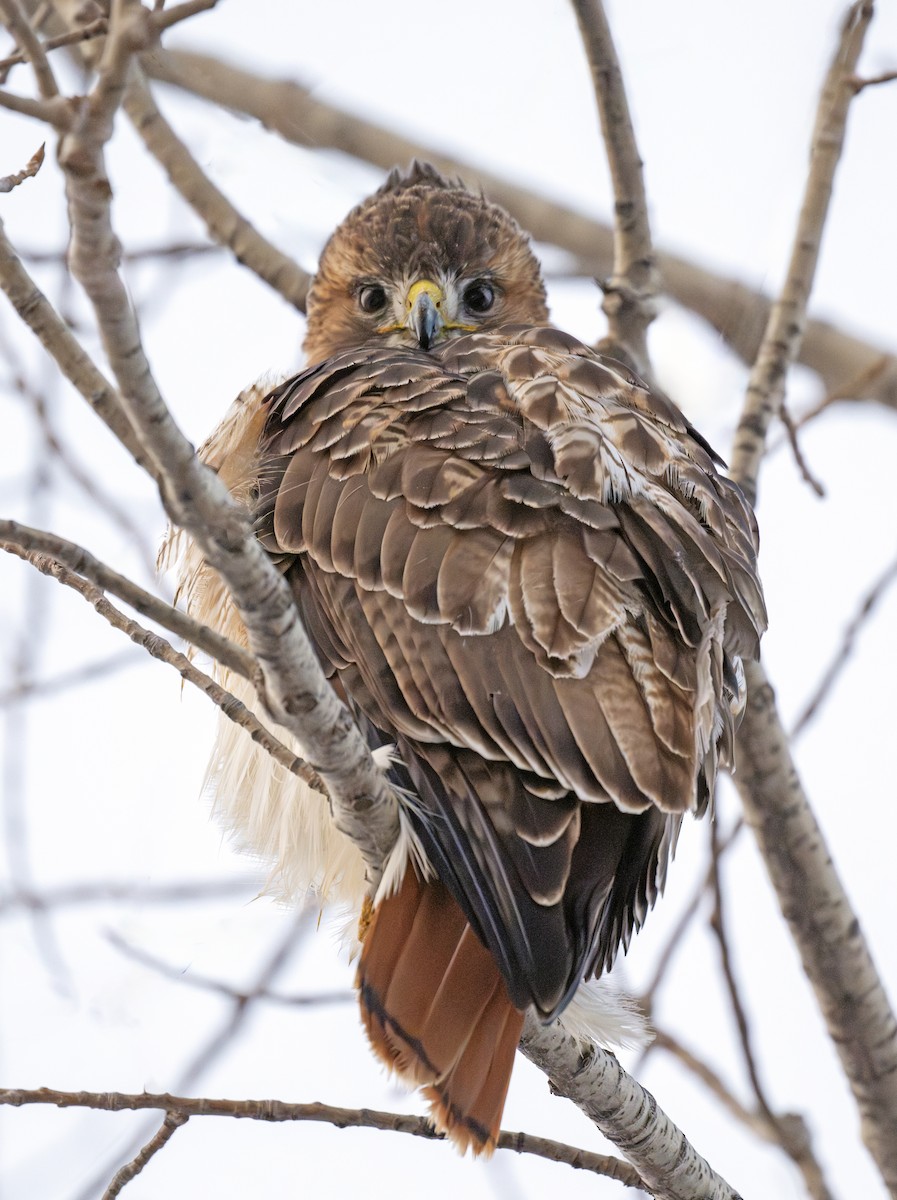 Краснохвостый канюк - ML647280604