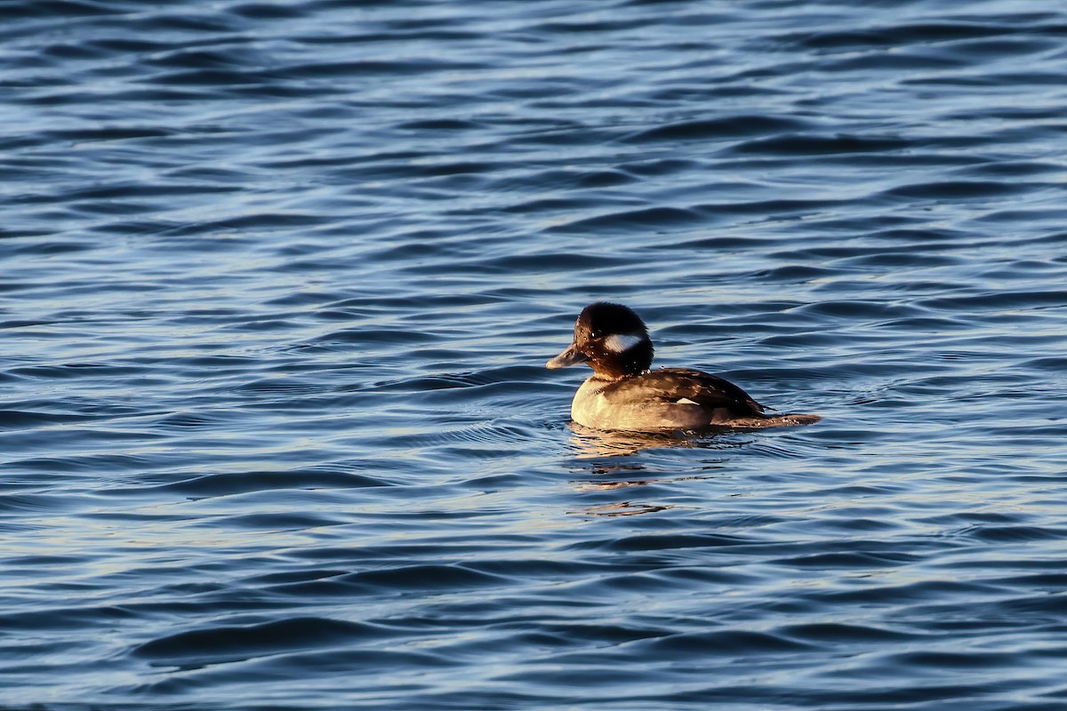 Гоголь-головастик - ML647280608