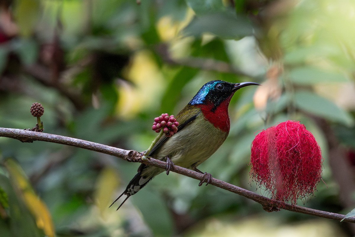 Вилохвостая нектарница - ML647280609