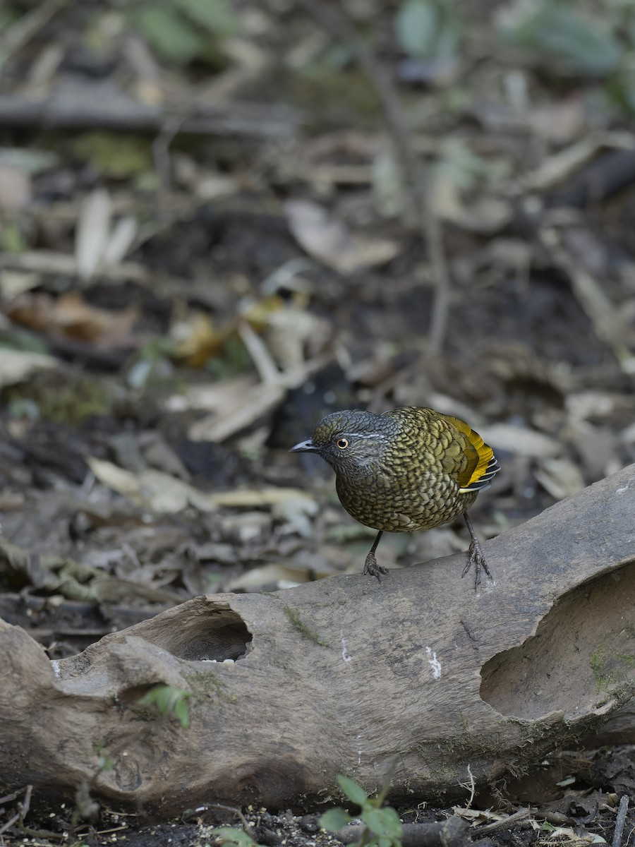 Золотистокрылая кустарница - ML647280610