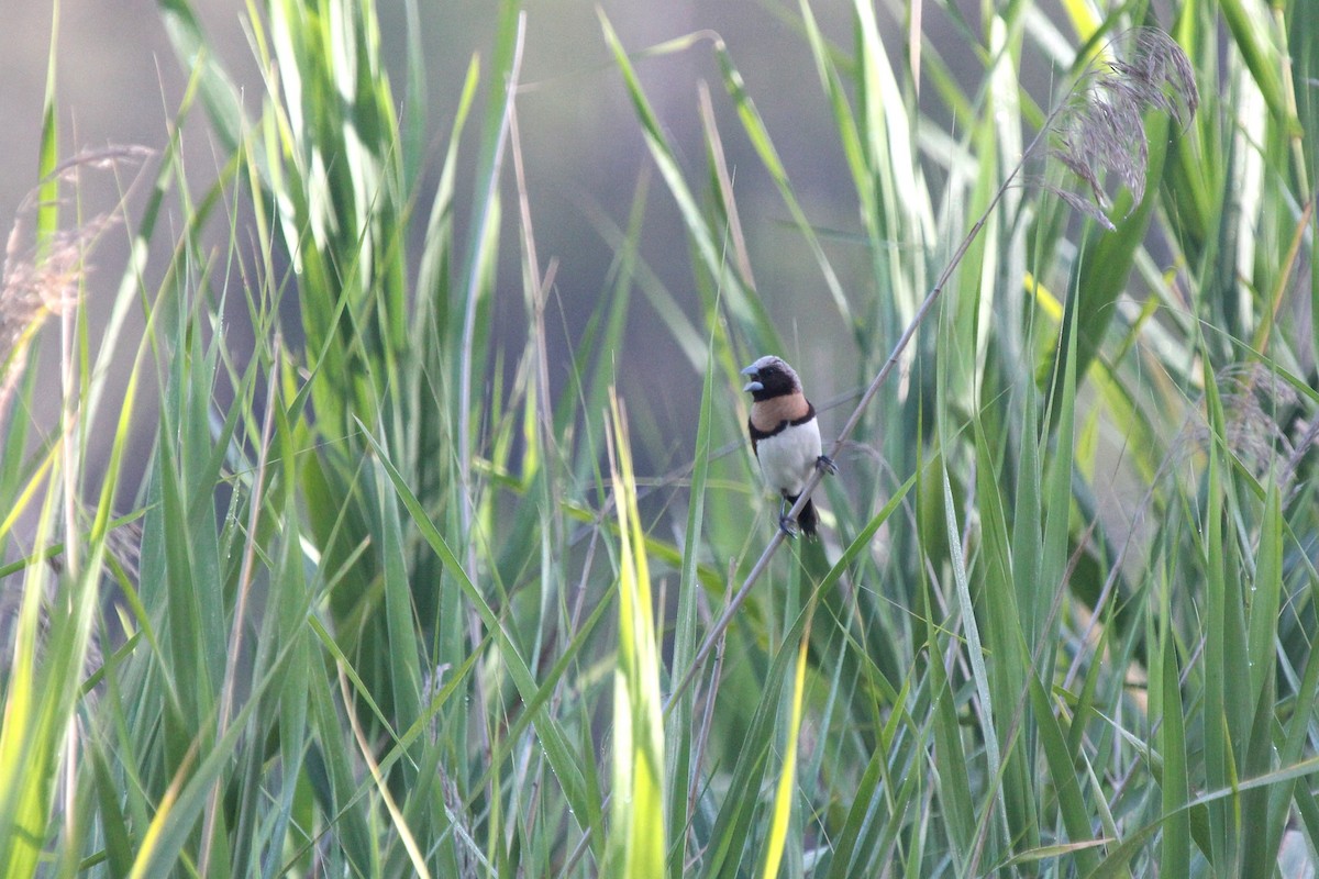 Каштановогрудая муния - ML647280611