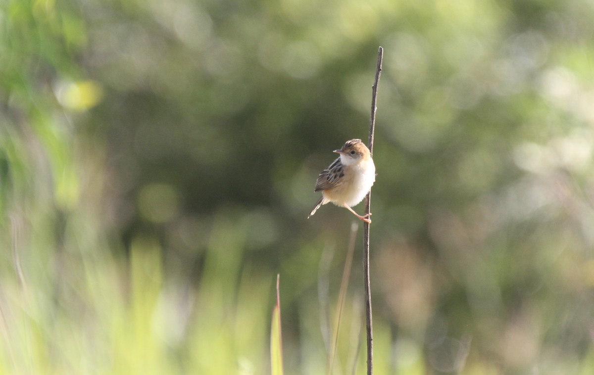 Золотоголовая цистикола - ML647280618