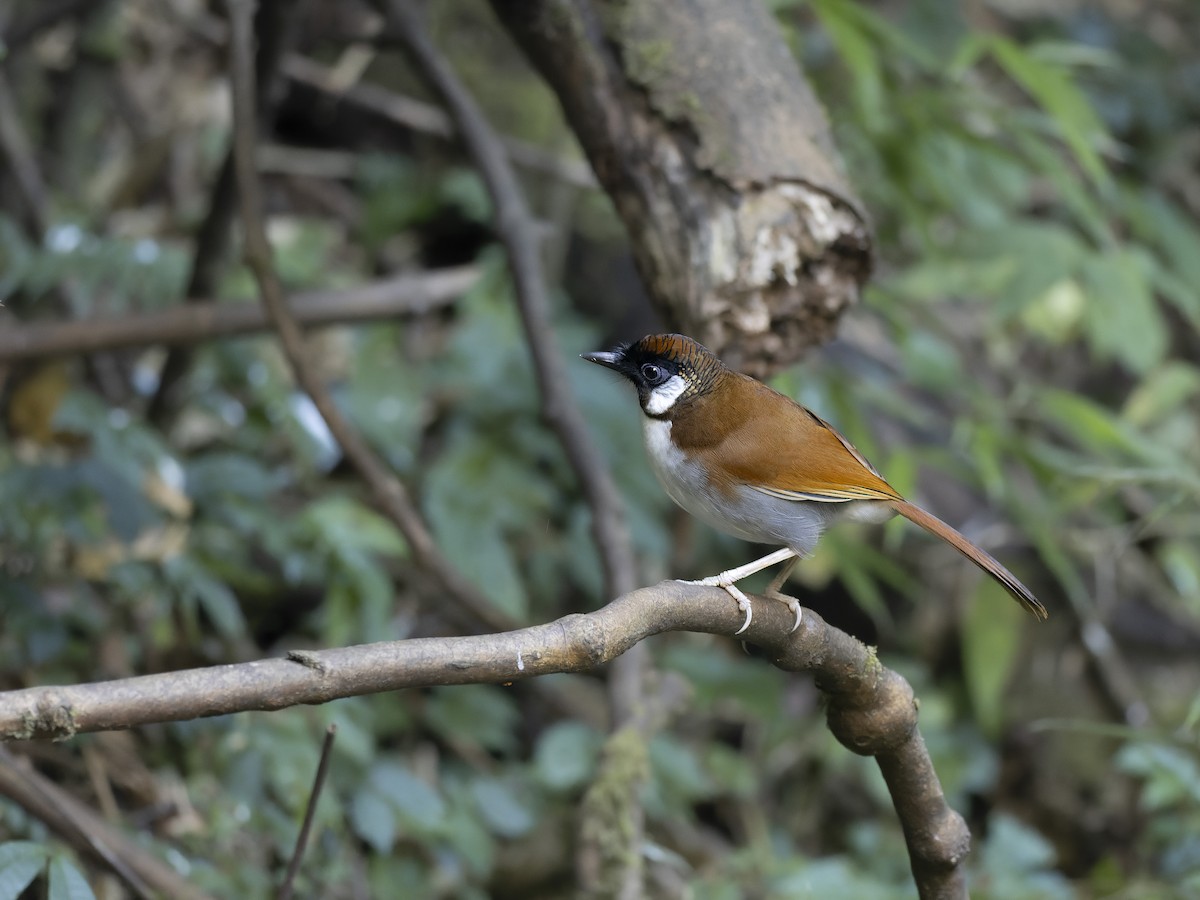 Серобокая кустарница - ML647280619