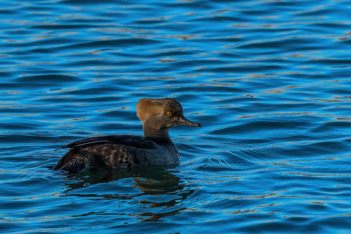 Капюшоновый крохаль - ML647280620