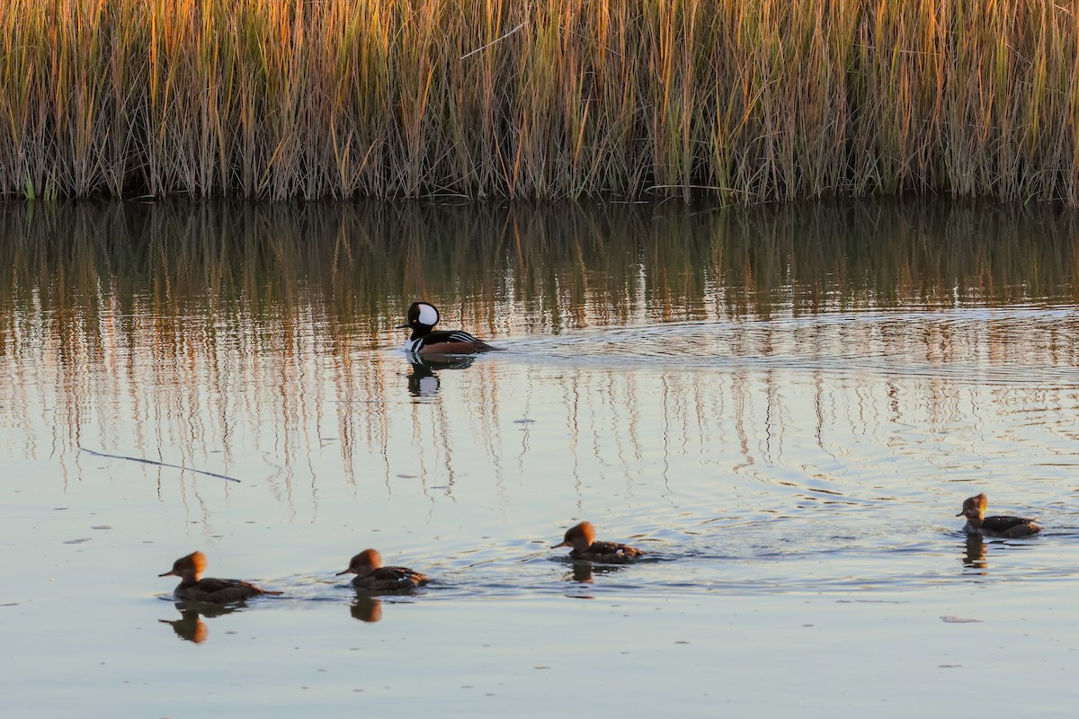 Капюшоновый крохаль - ML647280621