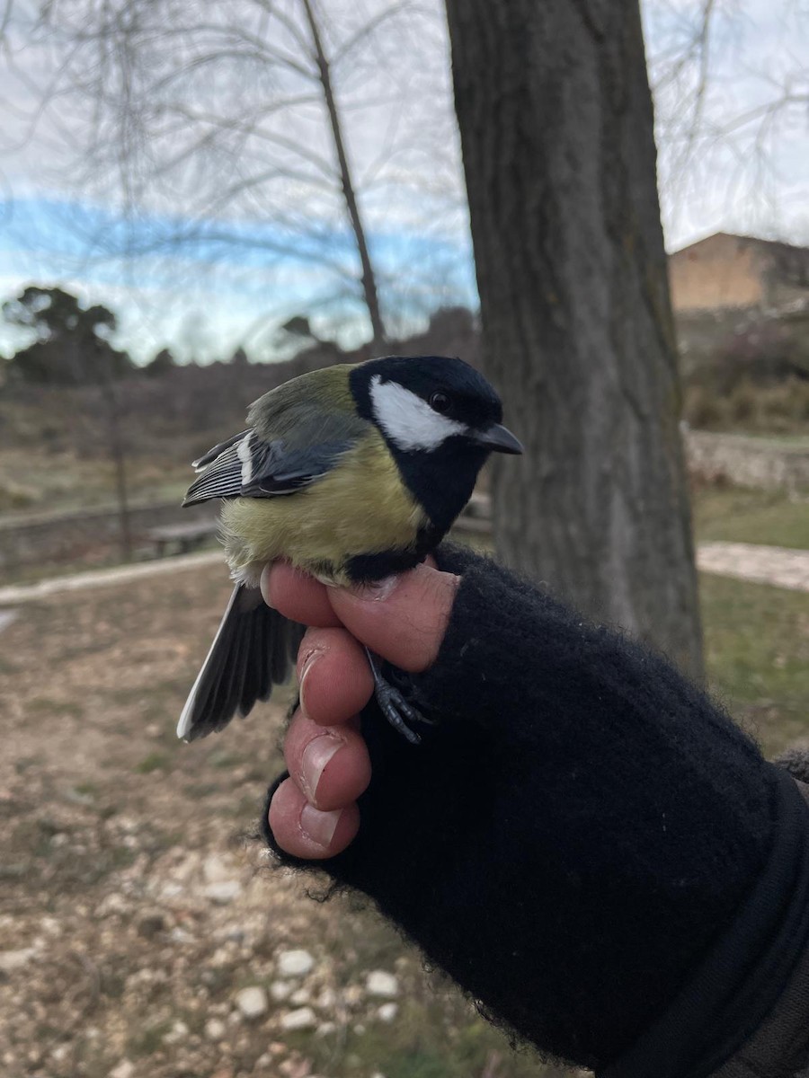 Большая синица - ML647280622