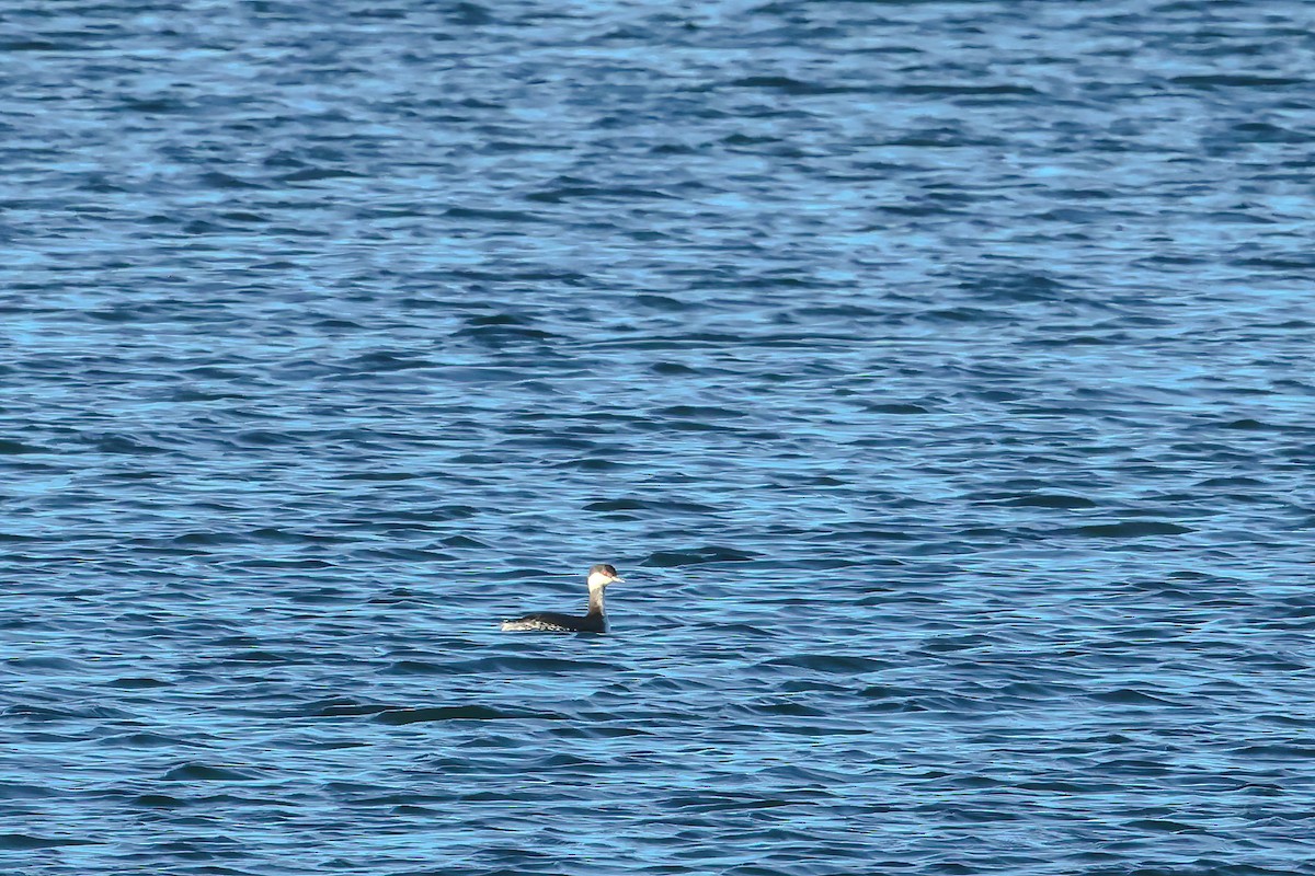 Красношейная поганка - ML647280623