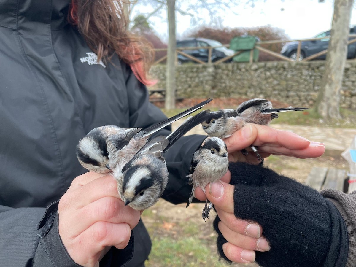 Ополовник - ML647280628