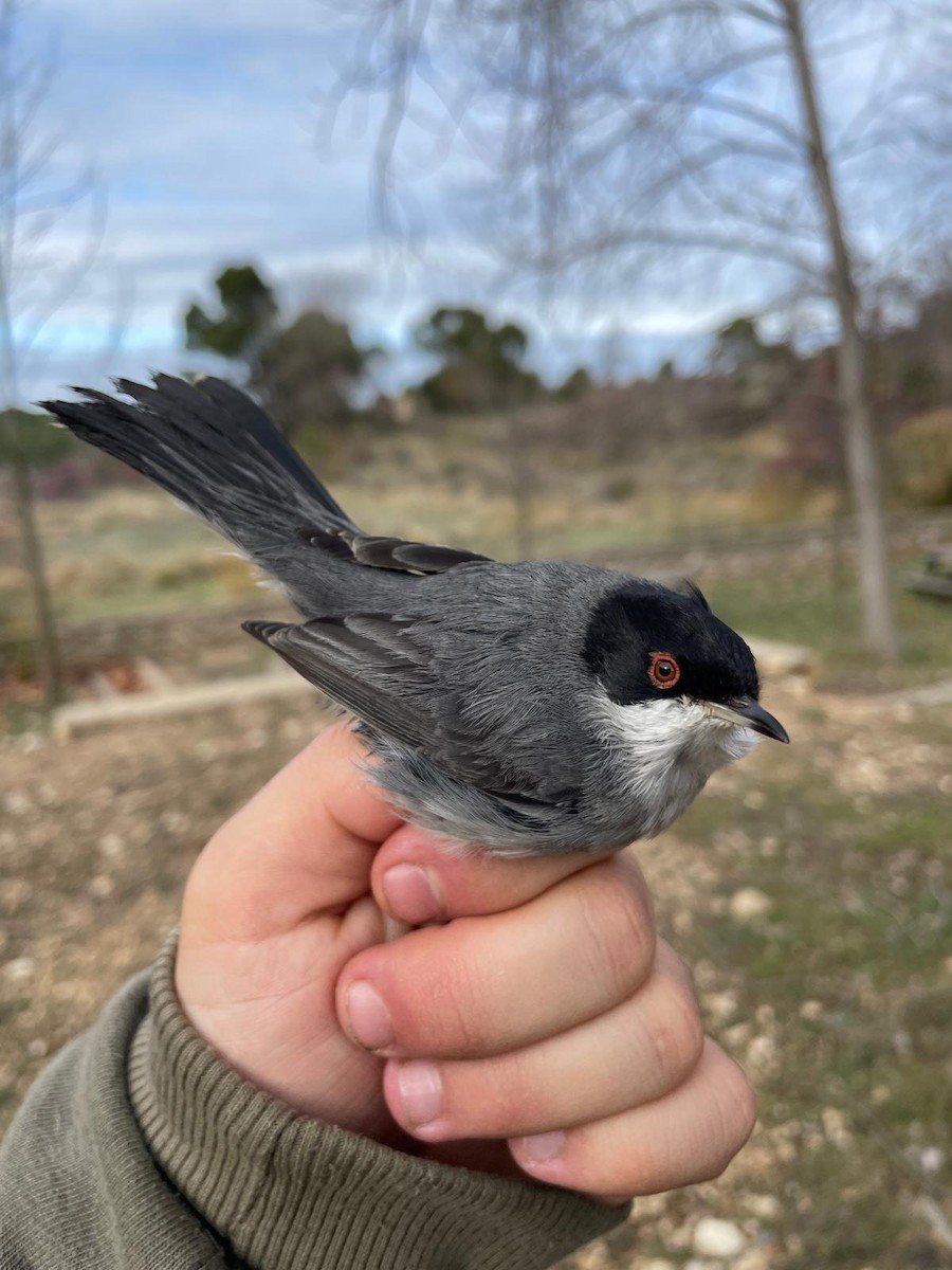 Средиземноморская славка - ML647280631