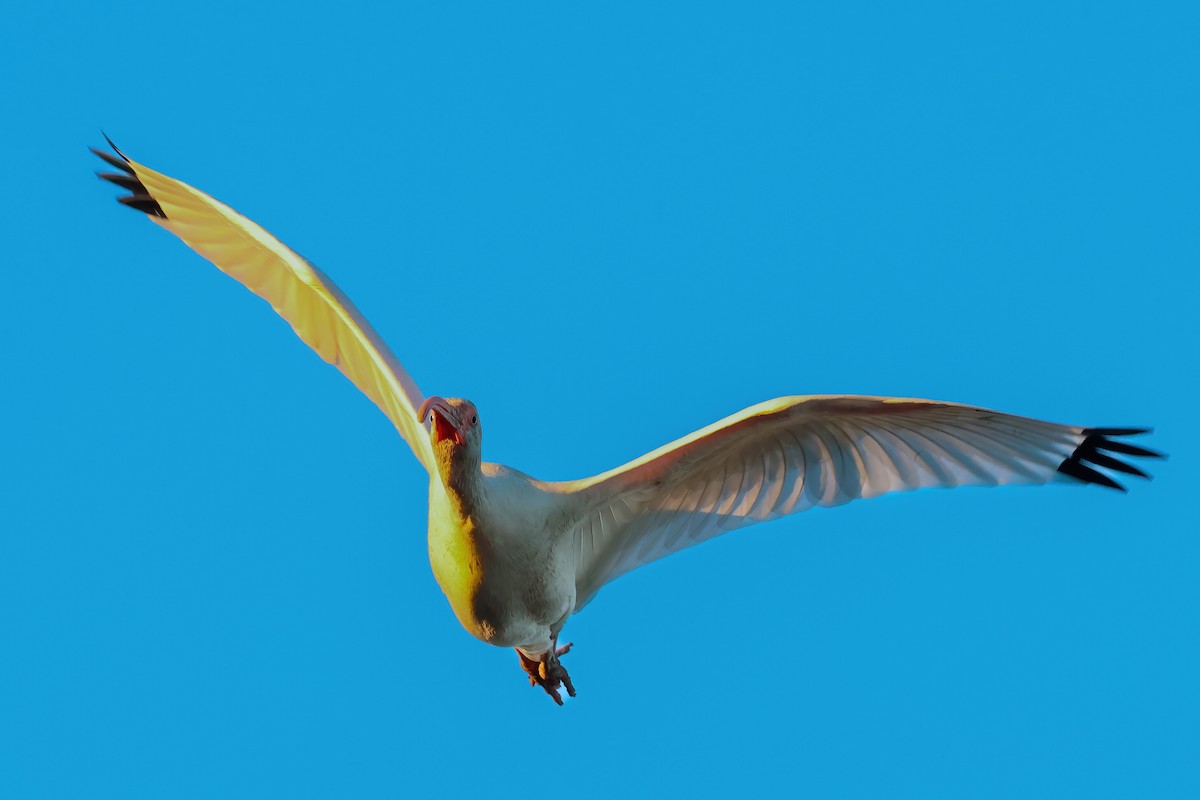 Белый ибис - ML647280632