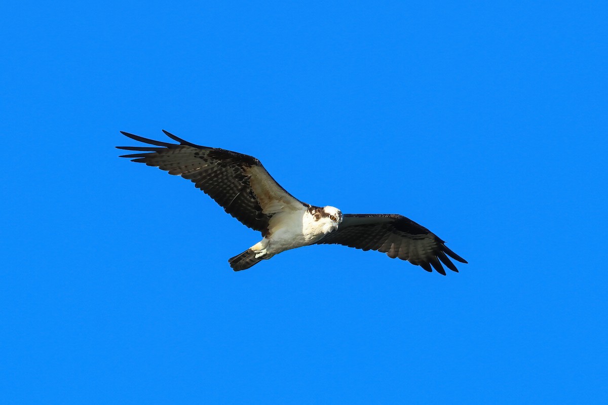 Скопа - ML647280633