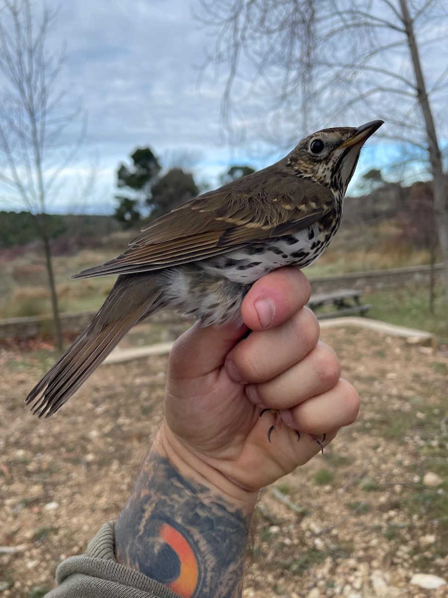 Певчий дрозд - ML647280634