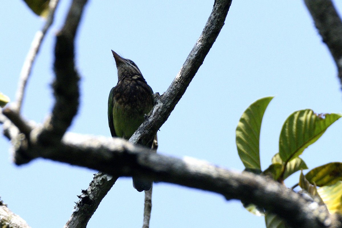 Белоухий бородастик - ML647280635