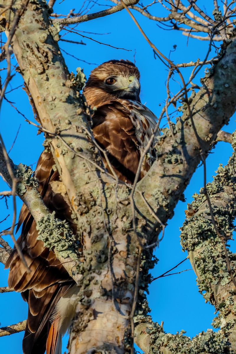 Краснохвостый канюк - ML647280636