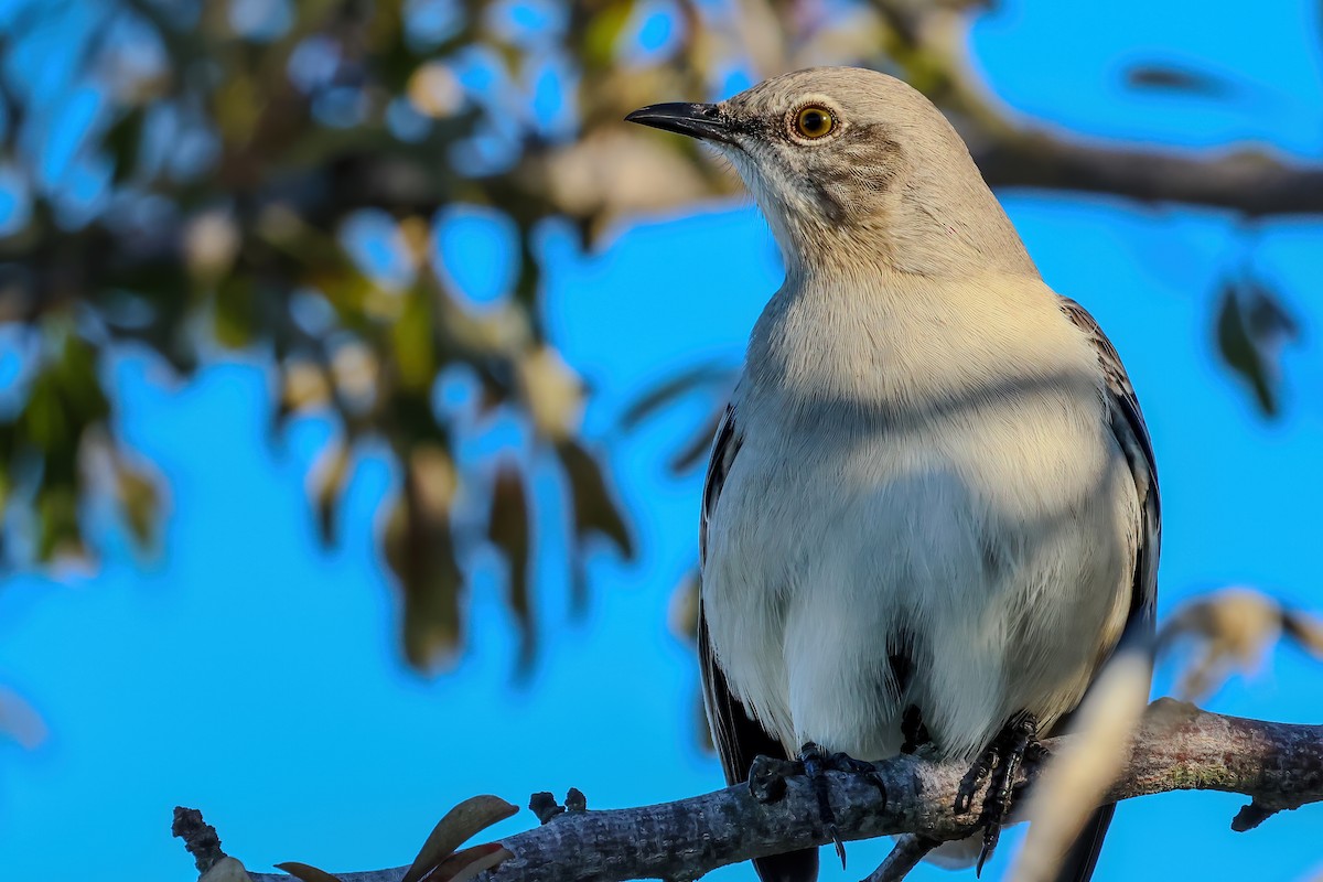 Многоголосый пересмешник - ML647280637