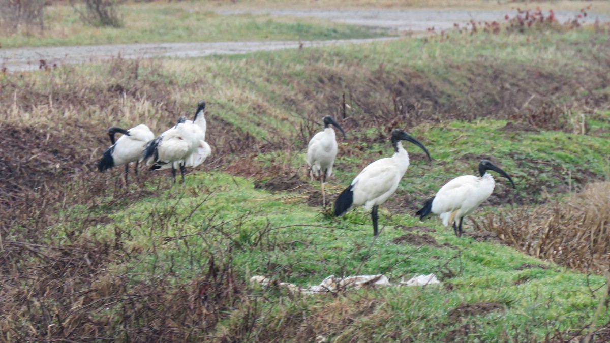 Священный ибис - ML647280638