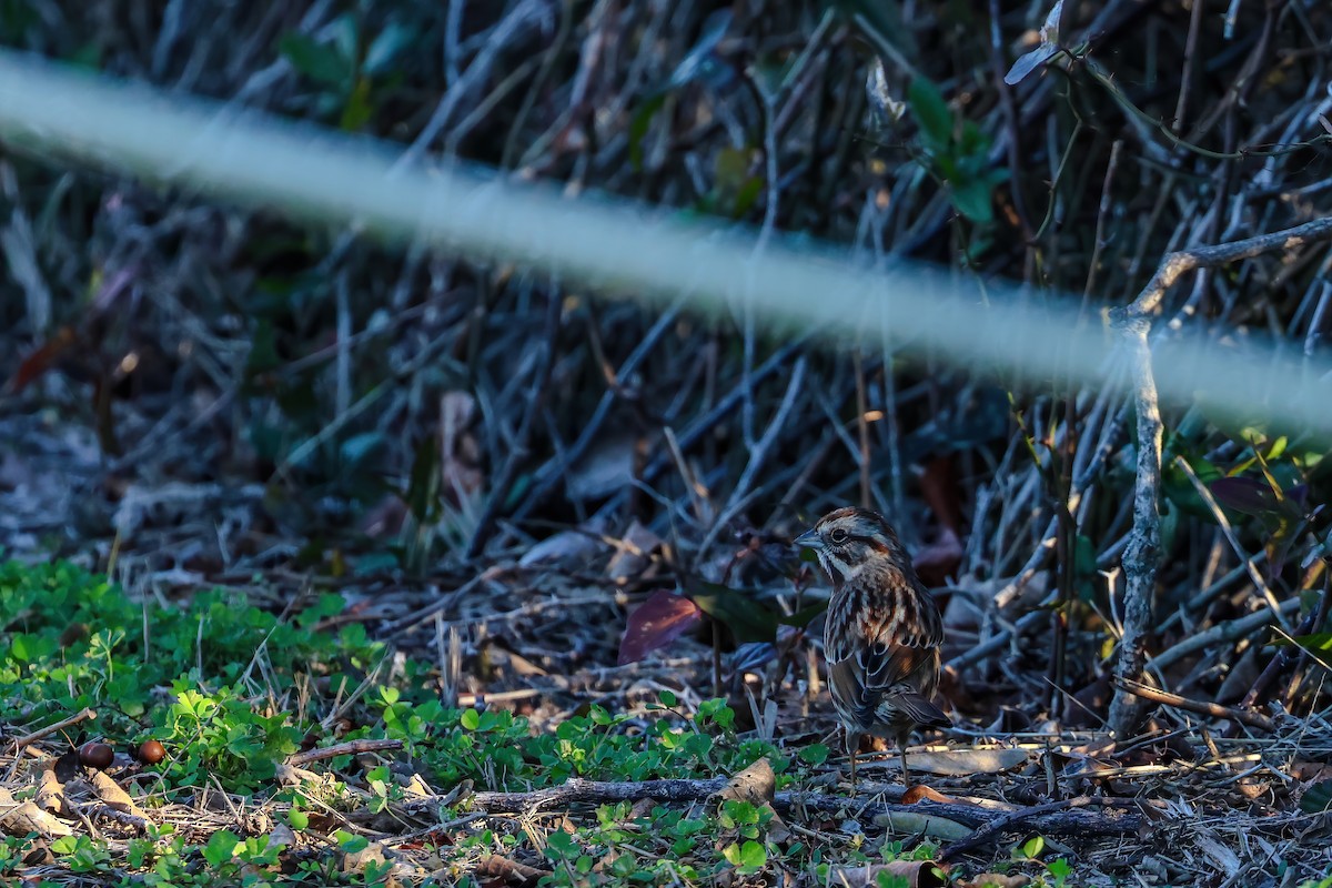 Певчая овсянка - ML647280639