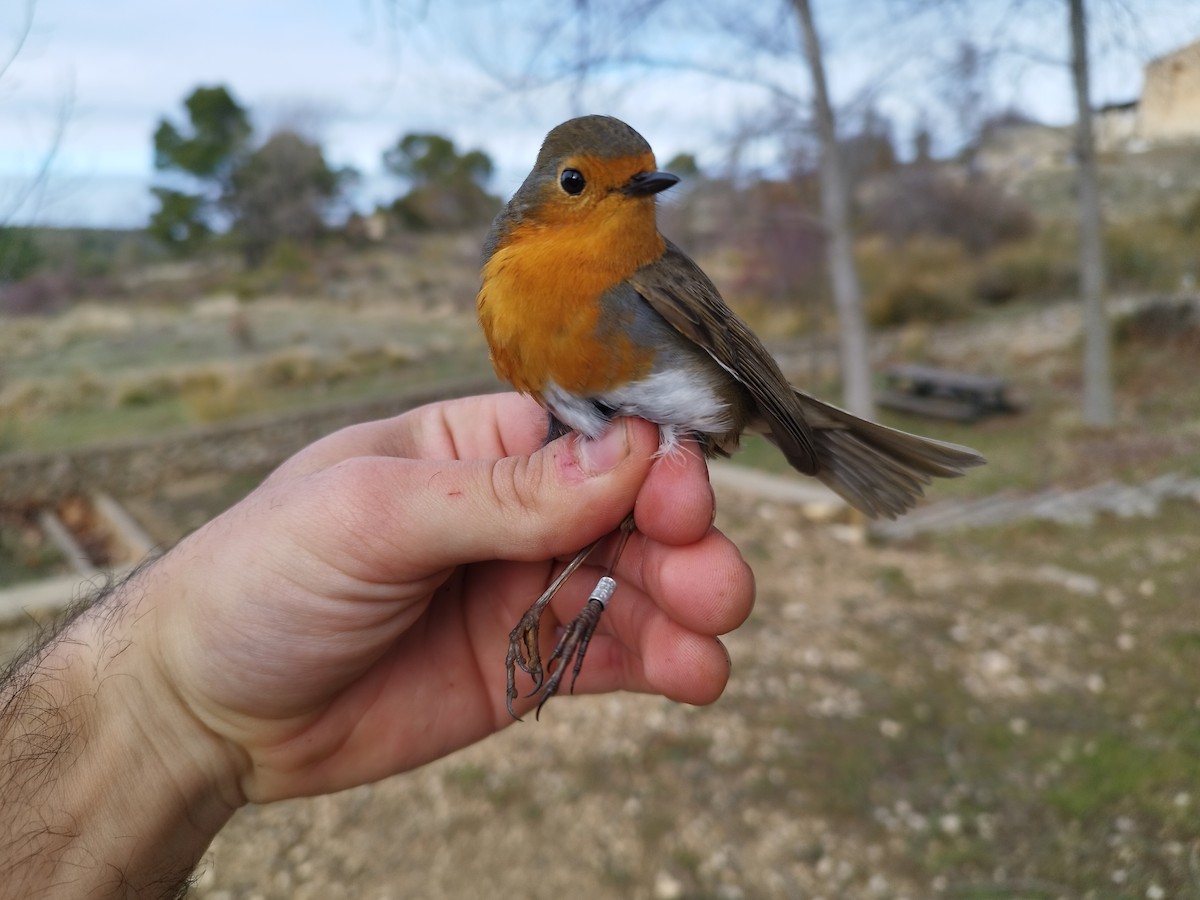 Зарянка - ML647280640