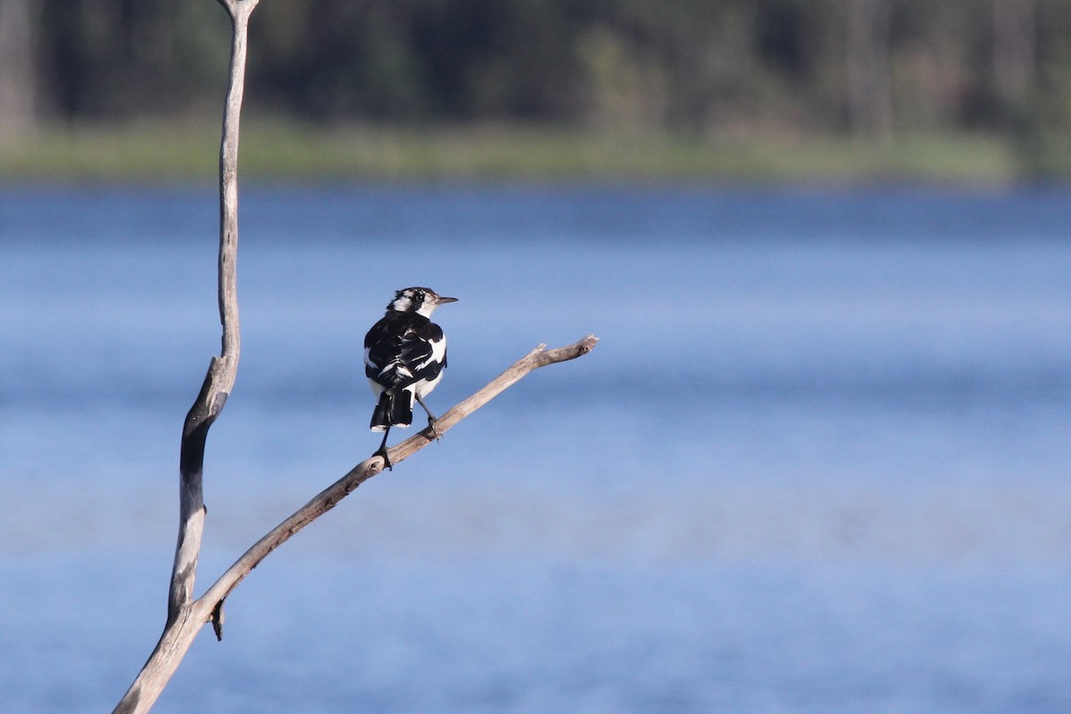 Magpie-lark - ML647280641