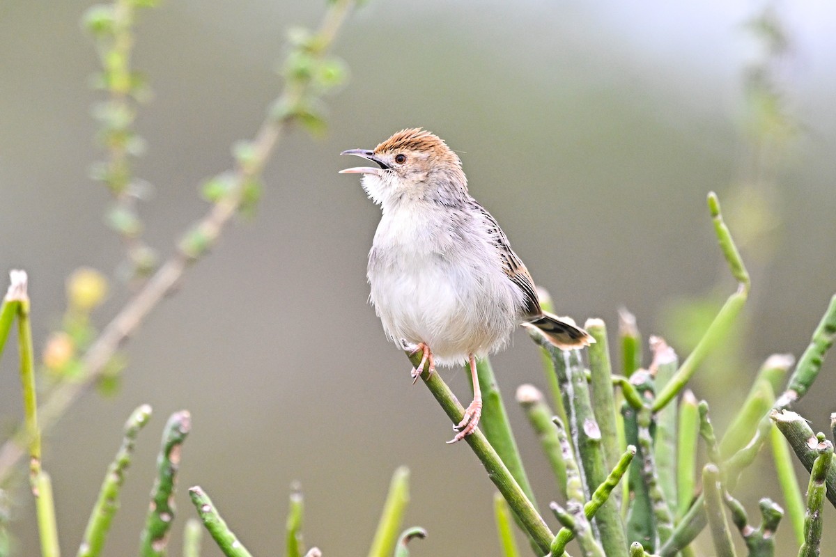 Rotscheitel-Zistensänger - ML647280646