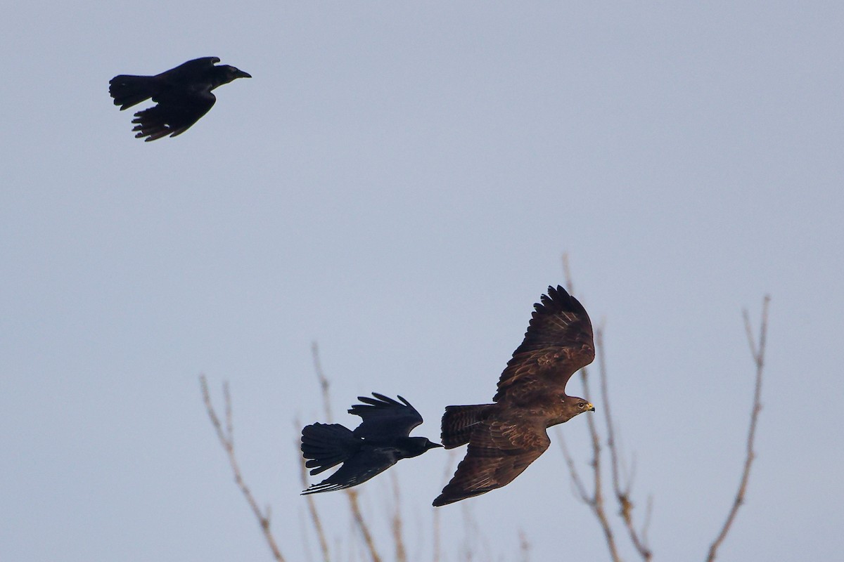 Common Buzzard - ML647280653