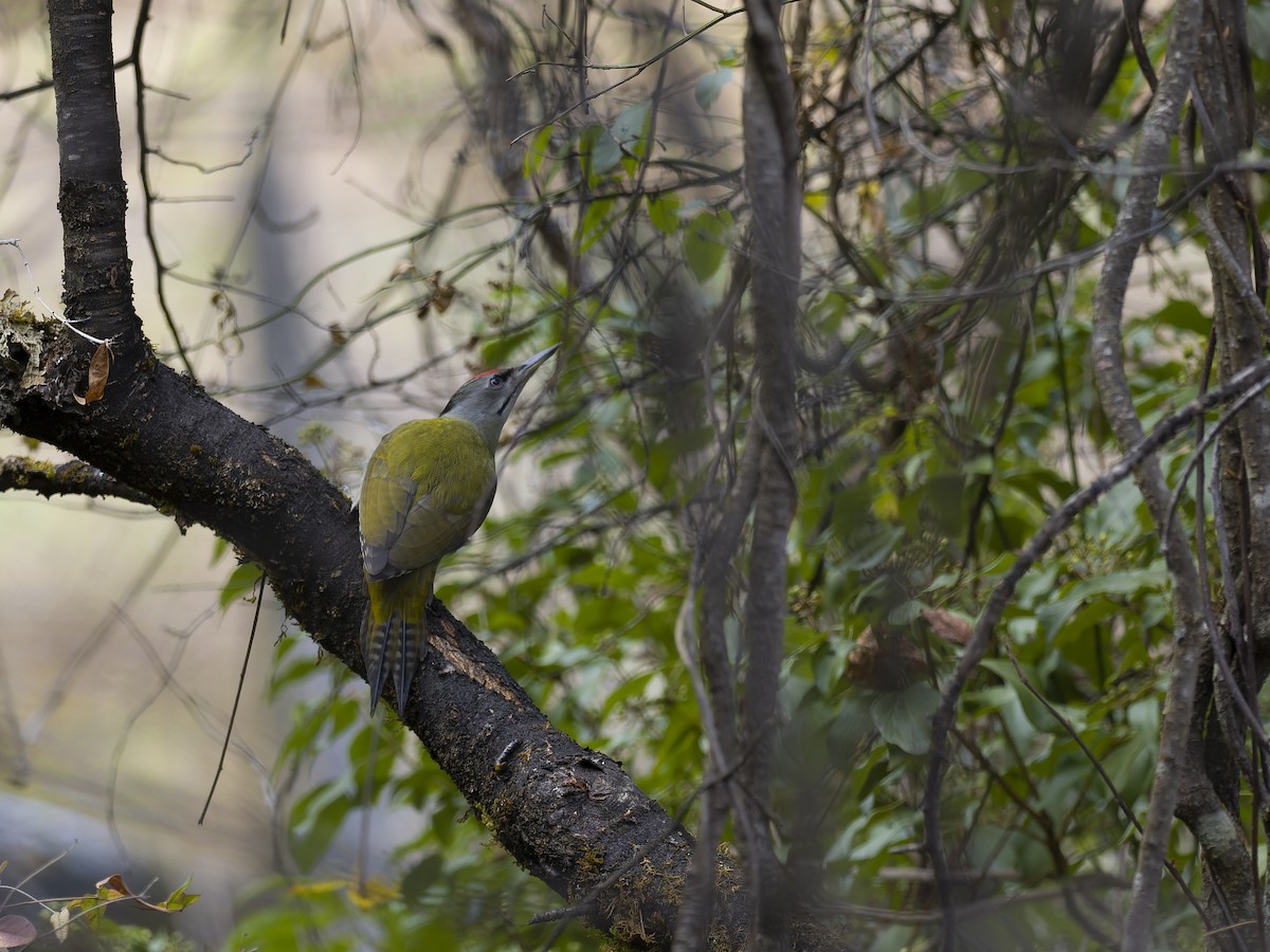 Pic cendré - ML647280655