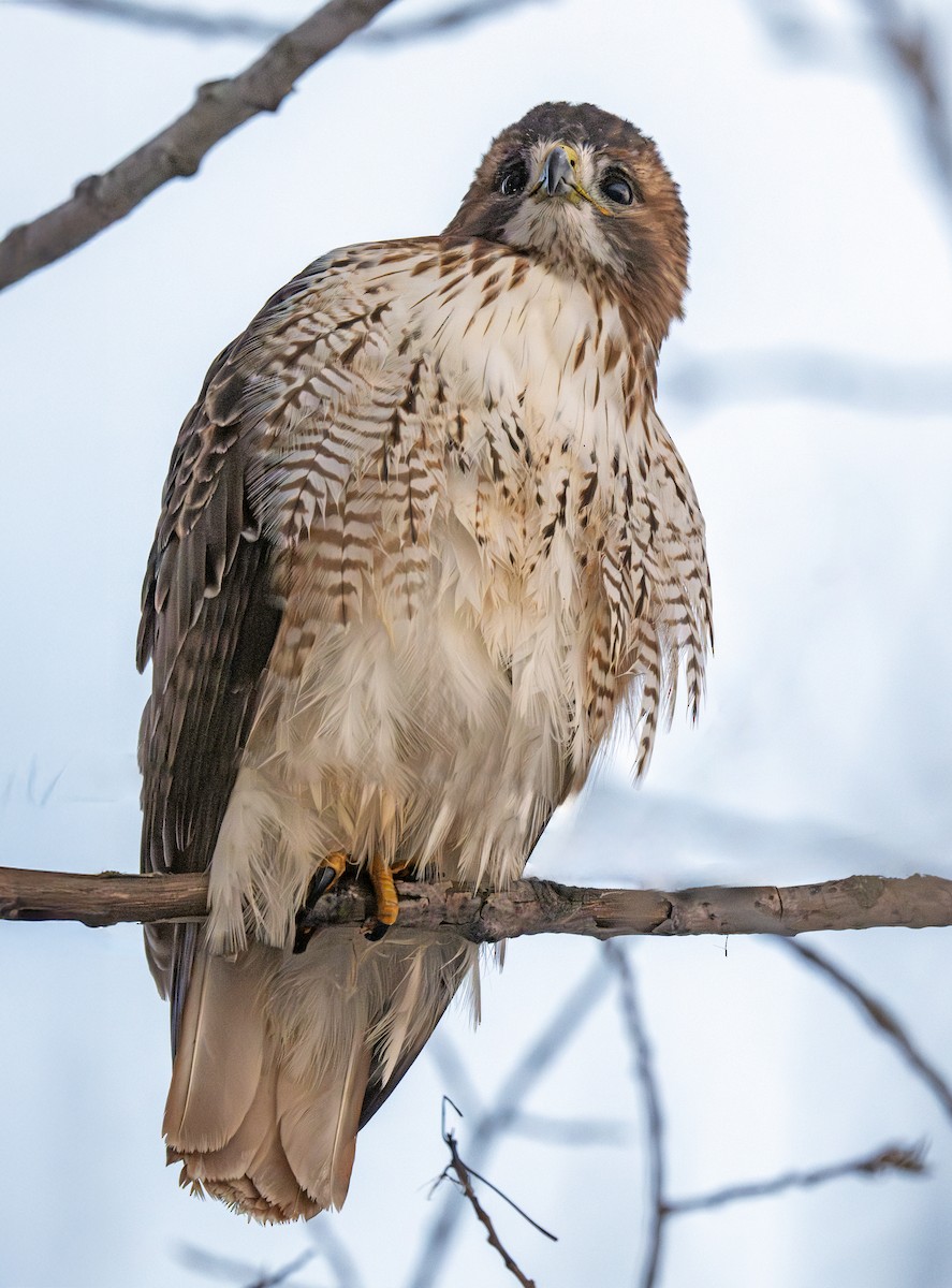 Red-tailed Hawk - ML647280657
