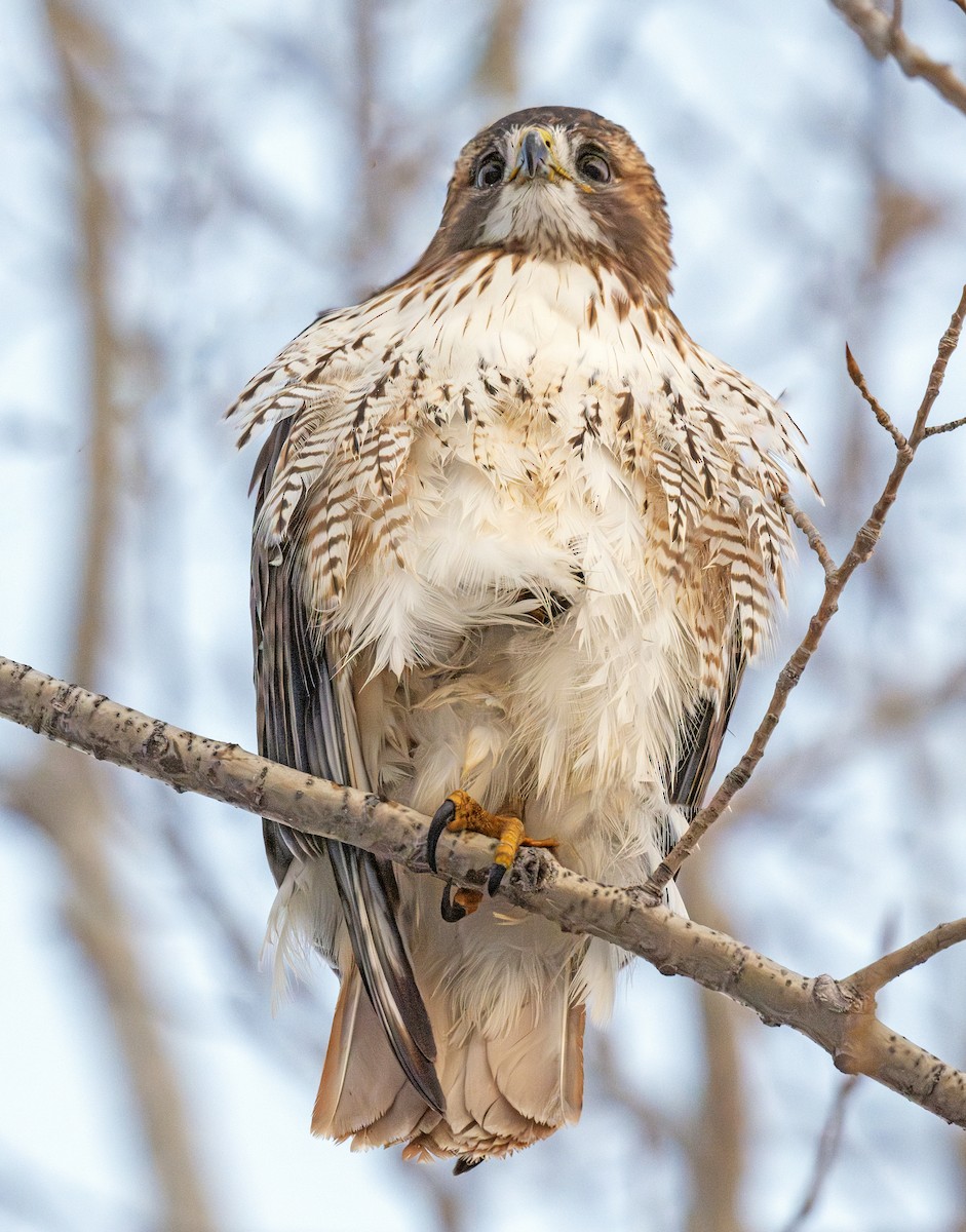 Red-tailed Hawk - ML647280658