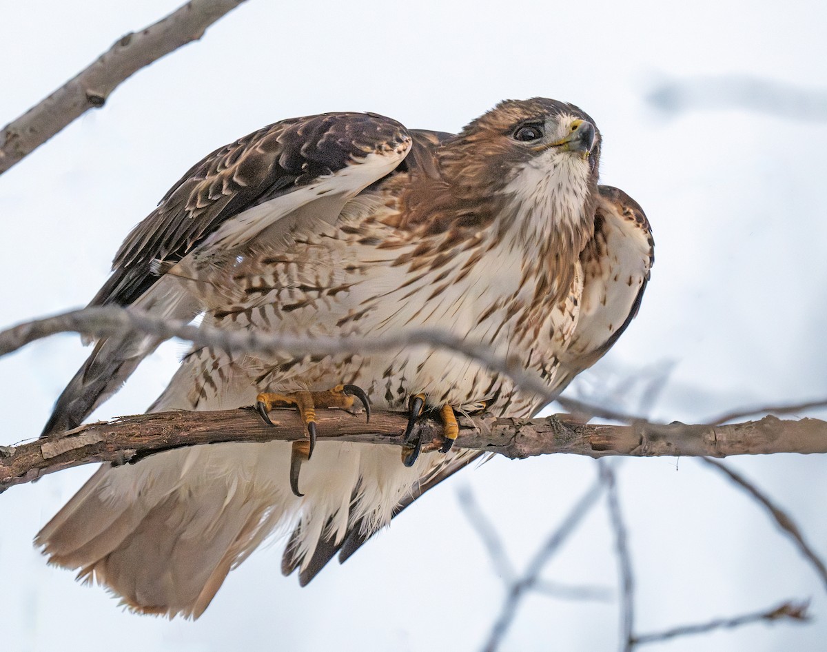 Red-tailed Hawk - ML647280659